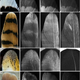 Image: N. Edwards et al./Scientific Reports